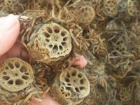 藕节的功效与作用及禁忌