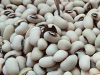 眉豆的功效与作用及食用方法