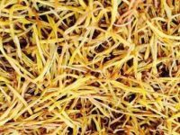 莲须的功效与作用及食用方法