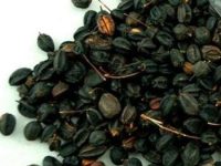 刺五加籽的功效与作用及食用方法