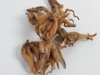 手掌参的功效与作用及食用方法
