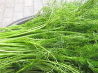 小茴香的功效与作用及禁忌