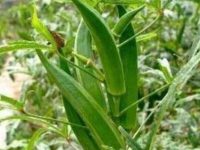 黄秋葵的功效与作用及食用方法