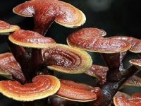 灵芝不能和什么一起吃，与灵芝相克的食物