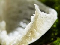 燕窝不能和什么一起吃，什么食物和燕窝相克