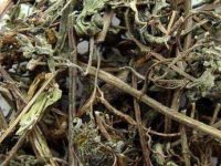 旱莲草的功效与作用及禁忌