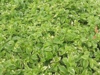 金银花茶的功效与作用及禁忌