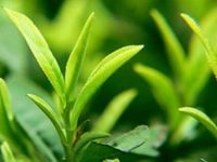 绿茶粉的功效与作用及禁忌