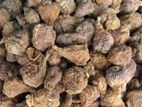 山慈菇的功效与作用及禁忌,山慈菇的食用方法 山慈菇的功效与作用及禁忌,山慈菇的食用方法