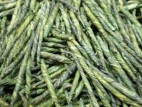苦丁茶的功效与作用及禁忌，苦丁茶的饮用方法