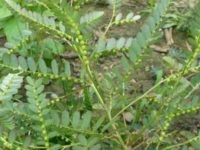 叶下珠能长期泡茶喝吗？叶下珠的副作用有哪些？