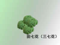 田七花的功效与作用及食用方法