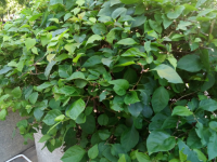 杜仲茶的功效与作用，杜仲茶的副作用