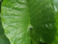 续断的作用与功效