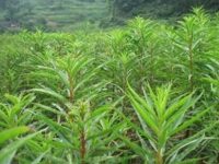 赶黄草的功效与作用及食用方法