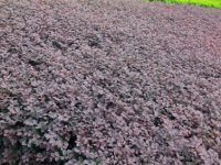 鬼针草泡水喝的功效，新鲜鬼针草怎么吃？