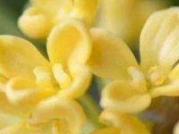 桂花茶可以天天喝吗？桂花的功效与作用及禁忌