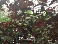 木香的功效与作用及禁忌，木香的副作用
