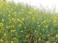 花青素的功效与作用及禁忌 花青素的功效与作用及禁忌