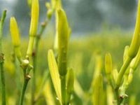 黄花菜什么人不能吃？黄花菜的功效与作用