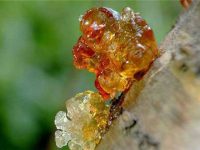 桃胶的功效与作用？桃胶多少钱一斤？