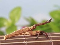冬虫夏草什么人不能吃？冬虫夏草的功效与作用