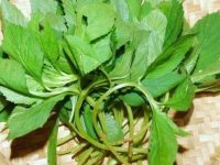 苦菜的功效与作用，苦菜的禁忌