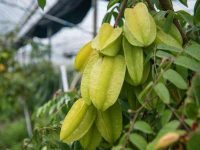 杨桃能和蜂蜜一起吃吗？杨桃不能和什么一起吃？