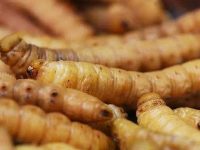 豆虫什么意思，豆虫的吃法