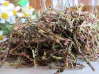 毛冬青茶叶的功效与作用