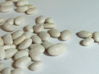 白芸豆减肥有用吗，白芸豆减肥是真是假