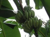 香蕉热量：一根香蕉的热量是多少？