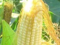 玉米热量：一个玉米的热量是多少？